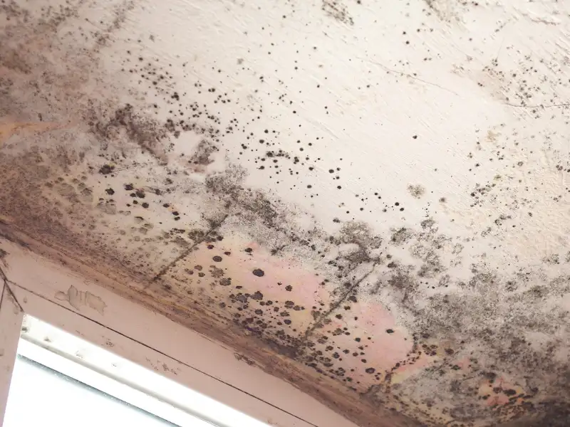 Ceiling corner with extensive black mold growth and water damage near a window.