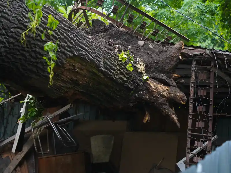 Large fallen tree trunk resting on a damaged structure with green leaves and metal debris.