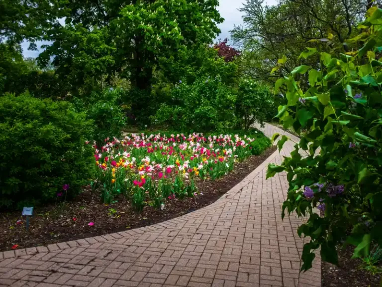 Curved brick pathway beside a flower bed with colorful tulips and surrounding green trees.