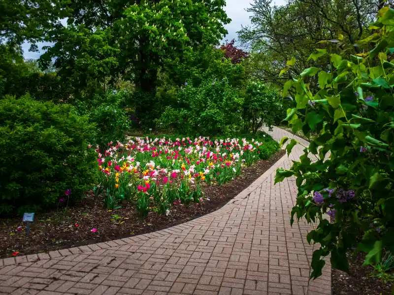 Curved brick pathway beside a flower bed with colorful tulips and surrounding green trees.